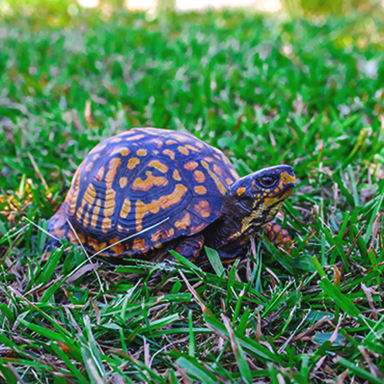 Saving the Eastern Box Turtle